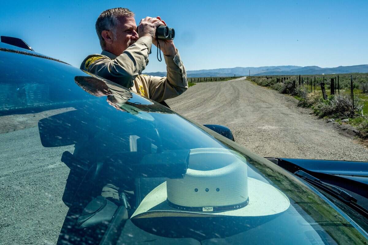 Sheriff Mike Fisher uses binoculars to search for wolves in Sierra Valley last year. “This is a serious issue that needs to be addressed,” said Fisher, who is overwhelmed by the challenge of tracking wolves that have not only injured and killed livestock, but have also grown bold enough to appear near homes and community centers.
